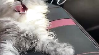 Kitten????♥️