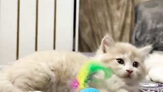Kitten ????