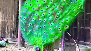 "Wonder of Shimmering Wings: Exploring the Beauty of Peacocks in Developing the Elegance of Their Wings"