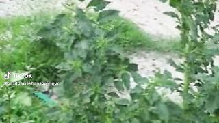 Herbal shorts video