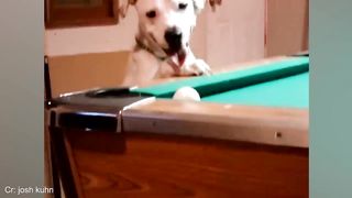 When your dog is better at sports than you