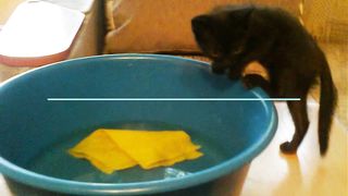 Уборка с котами! #смешно #породистыекошки