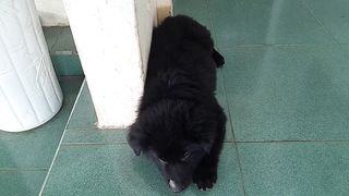Best Funny Animal Videos 2024 Part 17