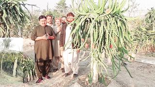 Dragon Farming profitable Crop in Pakistan Dragon fruit business idea