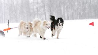 Husky sled dogs running in slow motion