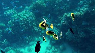 Coral reef in the Red Sea with Moorish Idol fish swimming