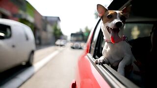 Jack russell terrier in a traffic jam