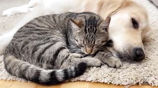 Adorable Cat and Golden Retriever Attacked by a Sweet Sleep