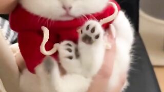 Prank cats
