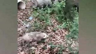 Scarecam pranks