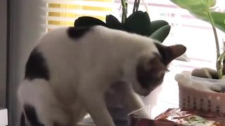 Cute Cat♥️