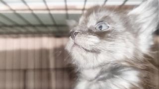 Котогипноз. Кодирование от кусь, тыгыдык и прочих котозависимостей.