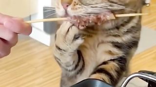 Смешные животные . Славянск обзор переселенцев Смешной кот