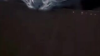 Best Funny Animal Videos 2024 Part 18