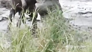 Nile crocodile are true monsters Hippo Save Poor Wildebeest