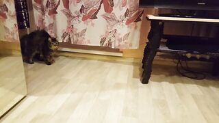 Кошка учуяла опасность смотреть до конца.