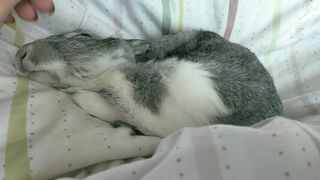my bunny is melting ???????? How a rabbit sleeps.