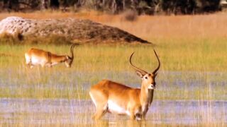 When Hyenas Steal Prey Out of The Crocodile's Jaw