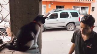 The cat blesses his subordinates