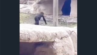 The gorilla feel the pain ????