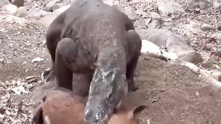 Komodo dragons eat goats in one swallow