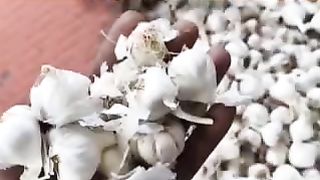 लहसुन मंडी रेट शुजालपुर मंडी 01 मार्च 2024