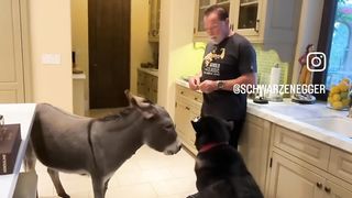 Arnold Schwarzenegger and his animals