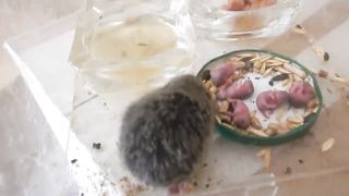 Кошка принесла котятам крысу, а та родила крысят