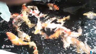 "Success Tips in Raising Koi Fish: Secrets to Nurturing Beauty in Your Pond"