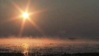 Китоглав - огромная доисторический выглядящая птица.