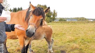 Horse Training