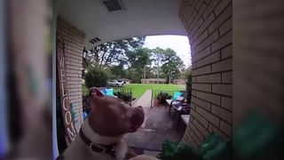 Dog rings doorbell.