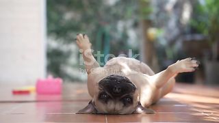 Funny dog