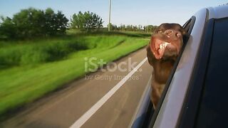 Funny dog
