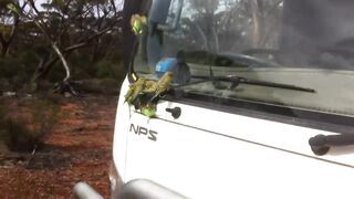 Wild Budgerigars.
