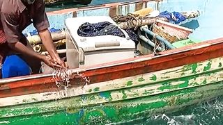 Catching+Grouper+Fish+in+the+Sea