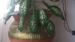 Flower pot