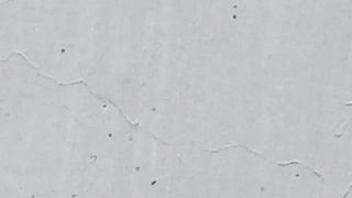"United Ants: Carrying Food Together"