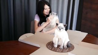 Cat Reaction to Cake that is similar to cat
