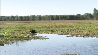Australia. Yellow Water Crocodile attack Buffalo