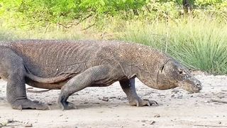 Komodo dragons go for an afternoon walk