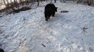 Весна пришла с подарками к медведям