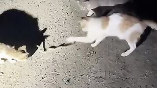 Cats vs snack