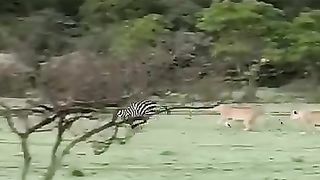Lucky zebra