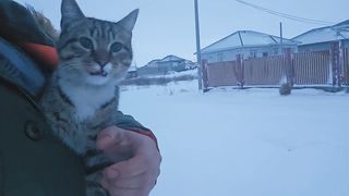 Зимний Кот и щенячья банда из секретной норы