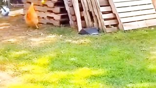 Funny animals