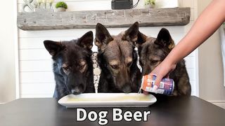 My 3 German Shepherds Review Food (Pt 5) ASMR.m