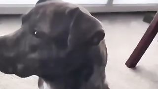 Best Funny Animal Videos 2024 Part 20