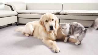 Kitten Expresses Love to Golden Retriever Like Crazy