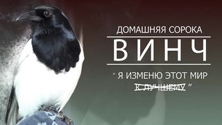 Домашняя сорока (magpie) ВИНЧ. Часть 4. Хроники дерзкой сороки)